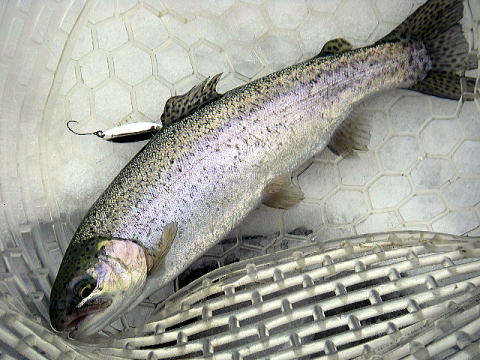 逃した一尾には到底及びませんでした。